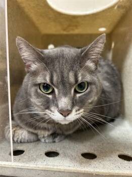 Domestic Short Hair Cats Available for Adoption - SMOKERS | PetCurious