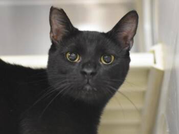 Depoe Bay -  Domestic Short Hair Cat for Adoption in Portland, Oregon - Depoe Bay | PetCurious