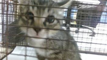 ESPRESSO -  Domestic Short Hair Cat Available for Adoption in Doral, Florida - ESPRESSO | PetCurious