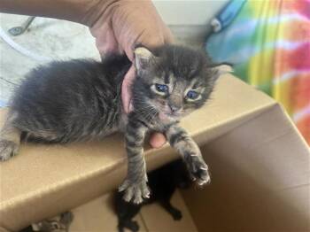 A658851 -  Domestic Short Hair Cat for Adoption in Houston, Texas - A658851 | PetCurious