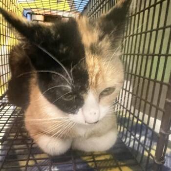 Paisley -  Domestic Short Hair Cat for Adoption in Midland, Texas - Paisley | PetCurious