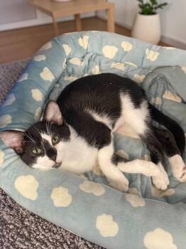 Ellie -  Domestic Short Hair Cat for Adoption in Champaign, Illinois - Ellie | PetCurious
