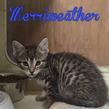Merriweather -  Domestic Short Hair Cat for Adoption in Hillsboro, Ohio - Merriweather | PetCurious