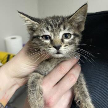 Tiger -  Domestic Short Hair Cat for Adoption in Bloomington, Illinois - Tiger | PetCurious