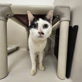 Rescue Domestic Short Hair Cats for Adoption in Sarasota, Florida - Sydney | PetCurious