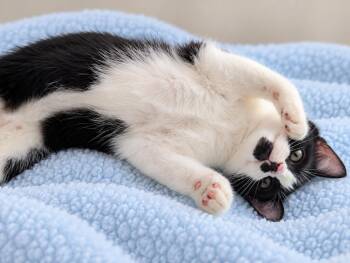 Typo -  Tuxedo Cat for Adoption in Boston, Massachusetts - Typo | PetCurious
