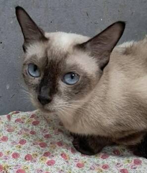 Ashley and Luna (Siamese) -  Siamese Cat for Adoption in Fairfax, Virginia - Ashley And Luna (Siamese) | PetCurious