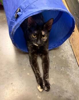 Domestic Short Hair Cats Available for Adoption in Webster Groves, Missouri - Hazel | PetCurious