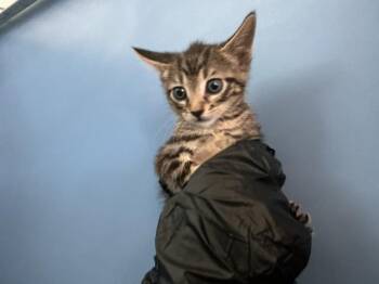 TAZ -  Domestic Short Hair Cat for Adoption in San Bernardino, California - TAZ | PetCurious