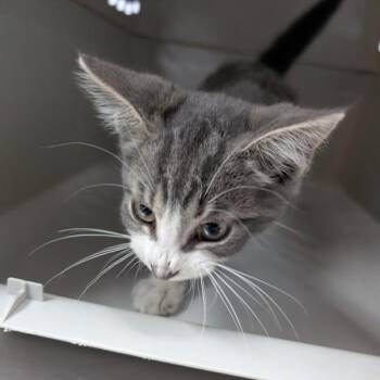 Luther -  Domestic Short Hair Cat for Adoption in Des Moines, Iowa - Luther | PetCurious