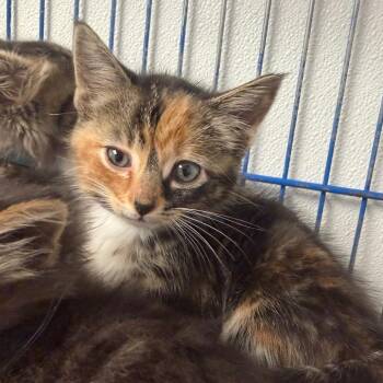 Sassafrass (purple) -  Domestic Long Hair Cat for Adoption in Blairsville, Georgia - Sassafrass (purple) | PetCurious