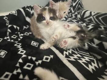 Domestic Short Hair Cats Available for Adoption - Tumblelina | PetCurious