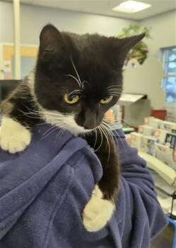 Domestic Short Hair Cats Available for Adoption - A134712 | PetCurious