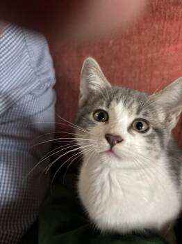 Domestic Short Hair Cats Available for Adoption in Dallas, Texas - Parmesan Garlic | PetCurious