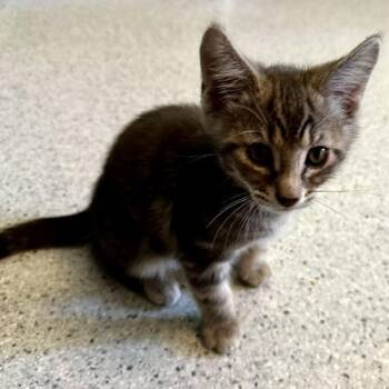 Journey - Handsome Kitten -  Tabby Cat for Adoption in Hoquiam, Washington - Journey - Handsome Kitten | PetCurious