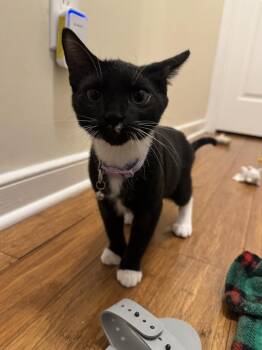 Delta -  Domestic Short Hair Cat for Adoption in Richmond, Virginia - Delta | PetCurious