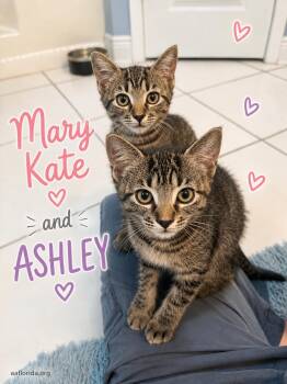 Mary Kate -  Tabby and Domestic Short Hair Cat for Adoption in Pensacola, Florida - Mary Kate | PetCurious