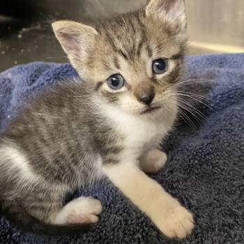 Rescue Domestic Medium Hair Cats for Adoption in Volcano, Hawaii - Sully COH-A-65343 | PetCurious