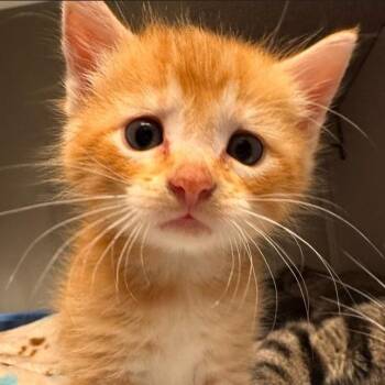 Aiko (Iko) -  Domestic Short Hair Cat for Adoption in Cedar Rapids, Iowa - Aiko (Iko) | PetCurious