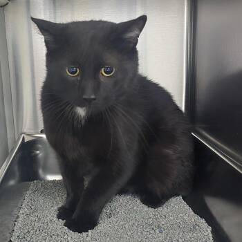Cinder -  Domestic Short Hair Cat for Adoption in Denver, Colorado - Cinder | PetCurious