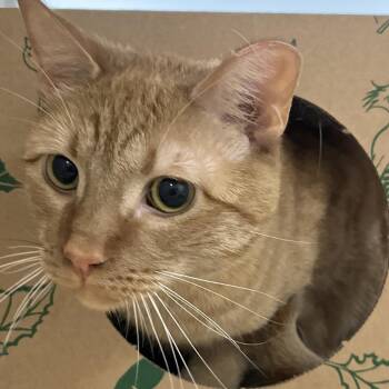 Tigger -  Domestic Short Hair Cat for Adoption in Reno, Nevada - Tigger | PetCurious