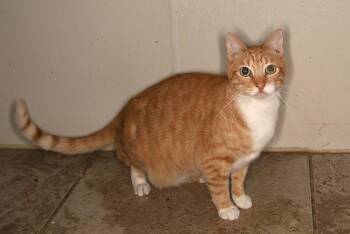 Dominic center -  Tabby Cat for Adoption in Oakland Park, Florida - Dominic Center | PetCurious
