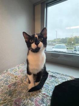 SNOZZLE -  Domestic Short Hair Cat for Adoption in Leesburg, Virginia - SNOZZLE | PetCurious