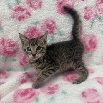 Rescue Domestic Short Hair Cats for Adoption in Jupiter, Florida - Nugget | PetCurious
