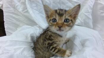 Domestic Short Hair Cats Available for Adoption in Doral, Florida - PATCH | PetCurious