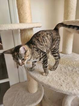 Selene -  Domestic Short Hair Cat for Adoption in Manchester, Tennessee - Selene | PetCurious