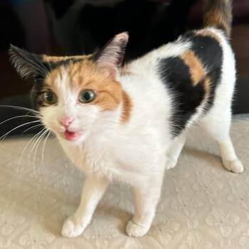 Peekaboo -  Calico Cat for Adoption in Traverse City, Michigan - Peekaboo | PetCurious