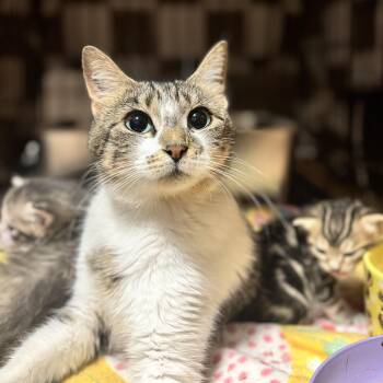 Lorelei -  Domestic Short Hair Cat for Adoption in Andersonville, Tennessee - Lorelei | PetCurious