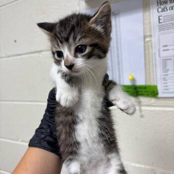 Stray - Maple St 3 -  Domestic Short Hair Cat for Adoption in Roxboro, North Carolina - Stray - Maple St 3 | PetCurious
