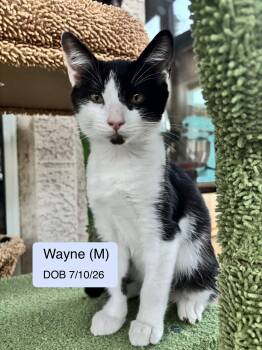Wayne -  Tuxedo and Domestic Short Hair Cat for Adoption in Vacaville, California - Wayne | PetCurious