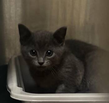 BISCUIT -  Domestic Short Hair Cat for Adoption in Alameda, California - BISCUIT | PetCurious