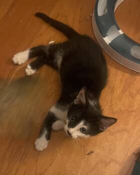 Pandora -  Domestic Short Hair Cat for Adoption in Albuquerque, New Mexico - Pandora | PetCurious