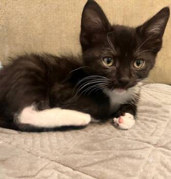 Claude -  Tuxedo and Domestic Short Hair Cat for Adoption in Campbell, California - Claude | PetCurious