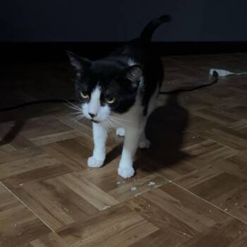 Milo -  Domestic Short Hair Cat for Adoption in Tulsa, Oklahoma - Milo | PetCurious