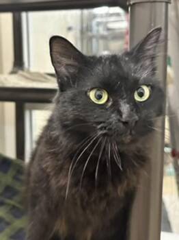 Miso -  Domestic Medium Hair Cat for Adoption in Santa Rosa, California - Miso | PetCurious