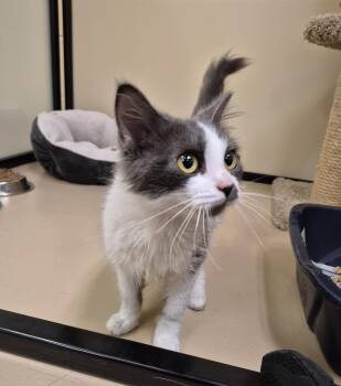 Minka -  Domestic Medium Hair Cat for Adoption in Schertz, Texas - Minka | PetCurious