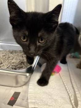 Cypress Dude -  Domestic Short Hair Cat for Adoption in Fairfax, Virginia - Cypress Dude | PetCurious