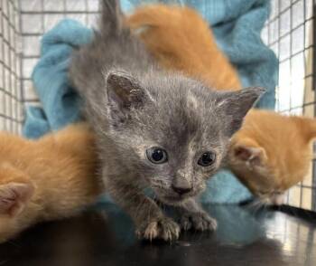 Rescue Domestic Short Hair Cats for Adoption in Grand Prairie, Texas - MISTY | PetCurious