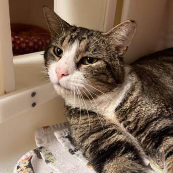 McDonald -  Domestic Short Hair Cat for Adoption in Salisbury, Massachusetts - McDonald | PetCurious