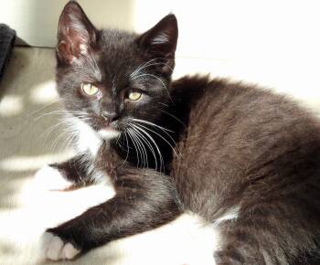 Squeak -  Domestic Short Hair Cat for Adoption in Rocklin, California - Squeak | PetCurious