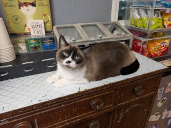 Rescue Domestic Short Hair Cats for Adoption in Kalamazoo, Michigan - Cocoa | PetCurious