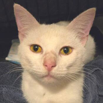 Snow -  Domestic Short Hair Cat for Adoption in Brownsboro, Alabama - Snow | PetCurious