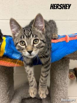 Hershey -  Domestic Short Hair Cat for Adoption in Valparaiso, Indiana - Hershey | PetCurious