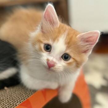 Jonathon -  Domestic Medium Hair Cat for Adoption in Los Angeles, California - Jonathon | PetCurious