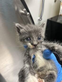 Domestic Short Hair Cats Available for Adoption - A2473372 | PetCurious