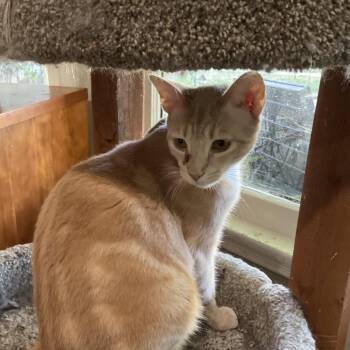 Domestic Short Hair Cats Available for Adoption in Los Angeles, California - Cleo | PetCurious